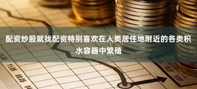 配资炒股就找配资特别喜欢在人类居住地附近的各类积水容器中繁殖